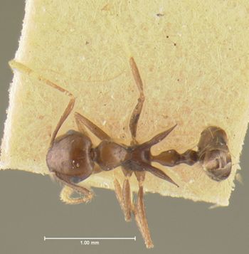 Media type: image; Entomology 9163   Aspect: habitus dorsal view